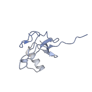 17822_8pql_G_v1-2
K48-linked ubiquitin chain formation with a cullin-RING E3 ligase and Cdc34: NEDD8-CUL2-RBX1-ELOB/C-FEM1C with trapped UBE2R2-donor UB-acceptor UB-SIL1 peptide