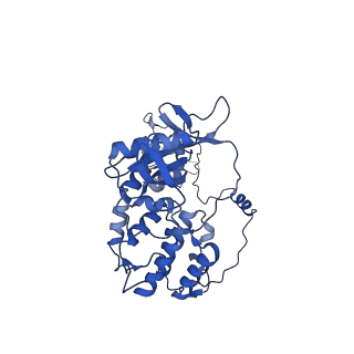17857_8psn_A_v1-0
Tilapia Lake Virus polymerase in vRNA initiation state (transcriptase conformation)