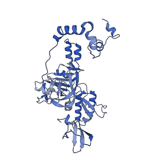 17857_8psn_C_v1-0
Tilapia Lake Virus polymerase in vRNA initiation state (transcriptase conformation)