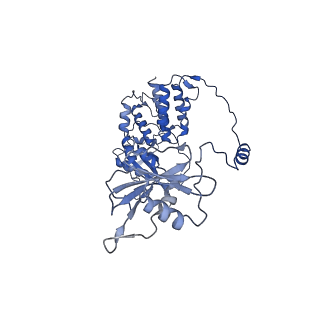 17864_8psx_A_v1-0
Tilapia Lake Virus polymerase in vRNA elongation state (transcriptase conformation)