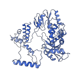 17864_8psx_B_v1-0
Tilapia Lake Virus polymerase in vRNA elongation state (transcriptase conformation)