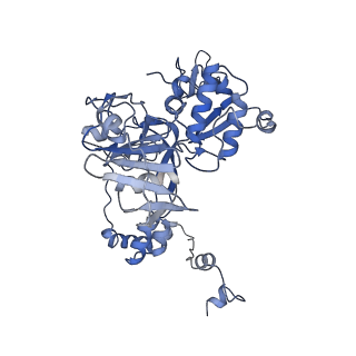 17864_8psx_C_v1-0
Tilapia Lake Virus polymerase in vRNA elongation state (transcriptase conformation)