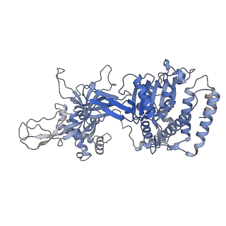13620_7pt7_B_v1-0
Structure of MCM2-7 DH complexed with Cdc7-Dbf4 in the presence of ADP:BeF3, state I
