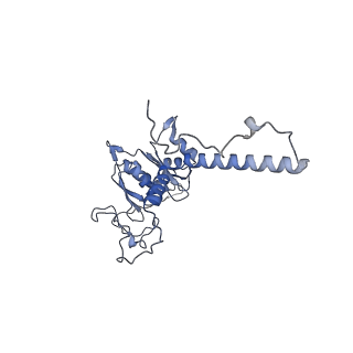 13661_7pub_CH_v1-0
Late assembly intermediate of the Trypanosoma brucei mitoribosomal small subunit