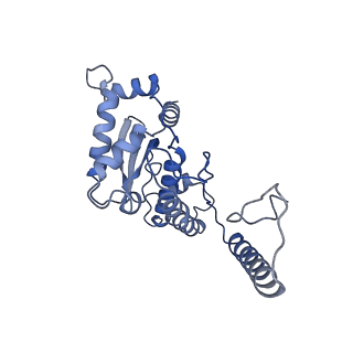 13661_7pub_Cq_v1-0
Late assembly intermediate of the Trypanosoma brucei mitoribosomal small subunit