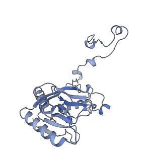 13661_7pub_DQ_v1-0
Late assembly intermediate of the Trypanosoma brucei mitoribosomal small subunit