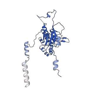 17952_8pv3_LD_v1-1
Chaetomium thermophilum pre-60S State 9 - pre-5S rotation - immature H68/H69 - composite structure