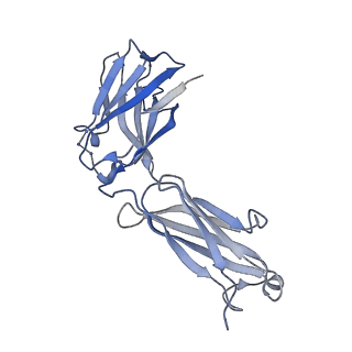 17993_8pwh_D_v1-0
Atomic structure and conformational variability of the HER2-Trastuzumab-Pertuzumab complex