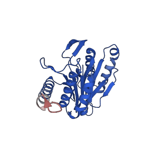 13697_7pxc_W_v1-1
Substrate-engaged mycobacterial Proteasome-associated ATPase in complex with open-gate 20S CP - composite map (state A)