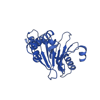 13698_7pxd_2_v1-1
Substrate-engaged mycobacterial Proteasome-associated ATPase in complex with open-gate 20S CP - composite map (state B)
