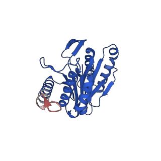 13698_7pxd_W_v1-1
Substrate-engaged mycobacterial Proteasome-associated ATPase in complex with open-gate 20S CP - composite map (state B)
