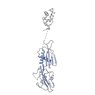 13717_7pyj_B_v1-1
CryoEM structure of E.coli RNA polymerase elongation complex bound to NusA (NusA elongation complex in less-swiveled conformation)