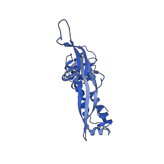 18031_8pys_E_v1-0
Cryo-EM structure of the DyP peroxidase-loaded encapsulin nanocompartment from Mycobacterium tuberculosis with icosahedral symmetry imposed.