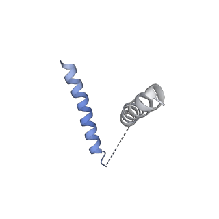 20536_6pzk_E_v1-2
Cryo-EM Structure of the Respiratory Syncytial Virus Polymerase (L) Protein Bound by the Tetrameric Phosphoprotein (P)