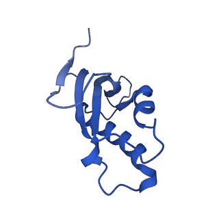 13741_7q08_AE_v1-1
Structure of Candida albicans 80S ribosome in complex with cycloheximide