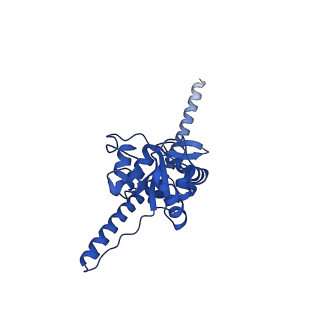 13741_7q08_o_v1-1
Structure of Candida albicans 80S ribosome in complex with cycloheximide