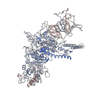 13746_7q0k_D_v1-1
RNA polymerase elongation complex in less-swiveled conformation