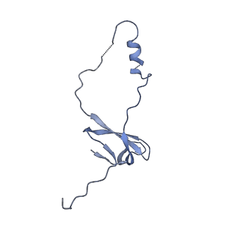 13750_7q0r_AP_v1-1
Structure of the Candida albicans 80S ribosome in complex with blasticidin s