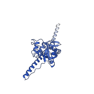 13750_7q0r_o_v1-1
Structure of the Candida albicans 80S ribosome in complex with blasticidin s