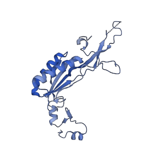 13750_7q0r_r_v1-1
Structure of the Candida albicans 80S ribosome in complex with blasticidin s