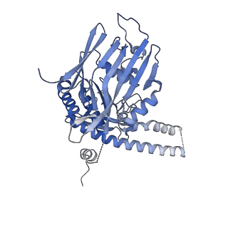 13784_7q2y_B_v1-3
Cryo-EM structure of clamped S.cerevisiae condensin-DNA complex (form II)