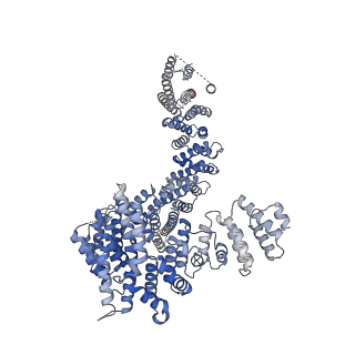 13784_7q2y_D_v1-3
Cryo-EM structure of clamped S.cerevisiae condensin-DNA complex (form II)