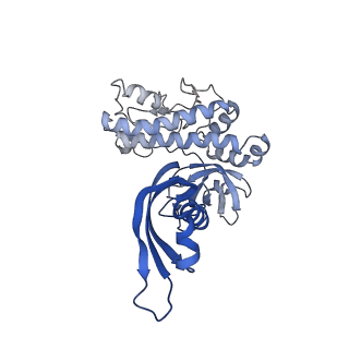 18129_8q3k_D_v1-1
The open state of the ASFV apo-RNA polymerase