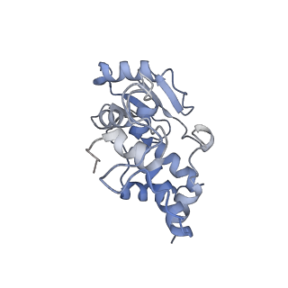 13805_7q4k_AD_v1-2
Erythromycin-stalled Escherichia coli 70S ribosome with streptococcal MsrDL nascent chain