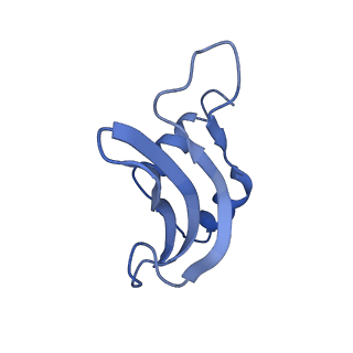 13805_7q4k_AP_v1-2
Erythromycin-stalled Escherichia coli 70S ribosome with streptococcal MsrDL nascent chain