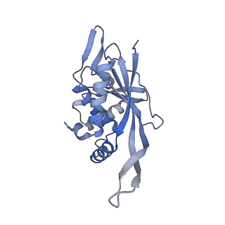 13845_7q5r_O_v1-3
Protein community member pyruvate dehydrogenase complex E2 core from C. thermophilum