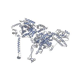 13846_7q5s_L_v1-3
Protein community member fatty acid synthase complex from C. thermophilum