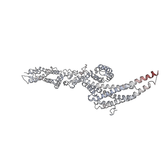 18181_8q62_B_v1-2
Early closed conformation of the g-tubulin ring complex