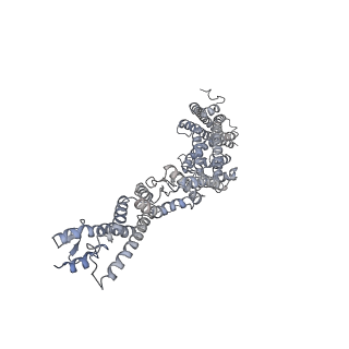 18181_8q62_H_v1-2
Early closed conformation of the g-tubulin ring complex