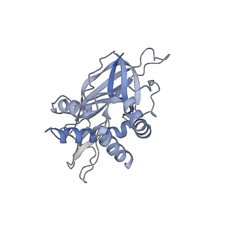 18191_8q6o_E_v1-2
X. laevis CMG dimer bound to dimeric DONSON - without ATPase