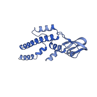 18191_8q6o_H_v1-2
X. laevis CMG dimer bound to dimeric DONSON - without ATPase
