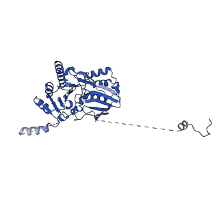 18191_8q6o_L_v1-2
X. laevis CMG dimer bound to dimeric DONSON - without ATPase