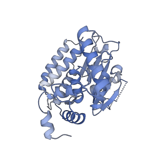 18192_8q6p_7_v1-2
X. laevis CMG dimer bound to dimeric DONSON - MCM ATPase