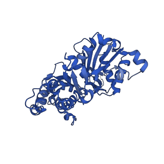 13863_7q8b_C_v1-1
Leishmania major actin filament in ADP-Pi state