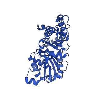 13863_7q8b_E_v1-1
Leishmania major actin filament in ADP-Pi state