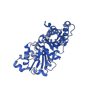 13864_7q8c_D_v1-1
Leishmania major actin filament in ADP-state