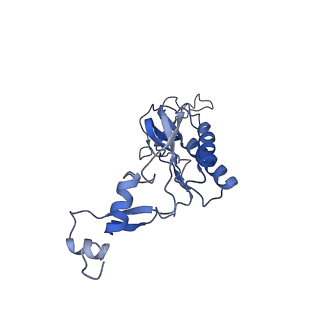 4474_6q8y_BD_v1-3
Cryo-EM structure of the mRNA translating and degrading yeast 80S ribosome-Xrn1 nuclease complex