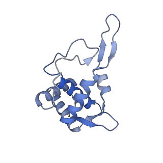 4474_6q8y_I_v1-3
Cryo-EM structure of the mRNA translating and degrading yeast 80S ribosome-Xrn1 nuclease complex
