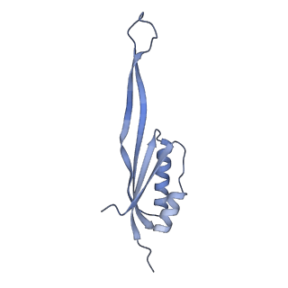 4474_6q8y_J_v1-3
Cryo-EM structure of the mRNA translating and degrading yeast 80S ribosome-Xrn1 nuclease complex
