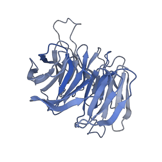 4474_6q8y_O_v1-3
Cryo-EM structure of the mRNA translating and degrading yeast 80S ribosome-Xrn1 nuclease complex