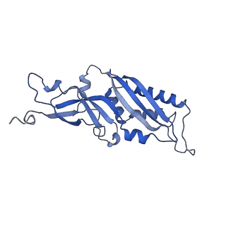 4474_6q8y_Q_v1-3
Cryo-EM structure of the mRNA translating and degrading yeast 80S ribosome-Xrn1 nuclease complex