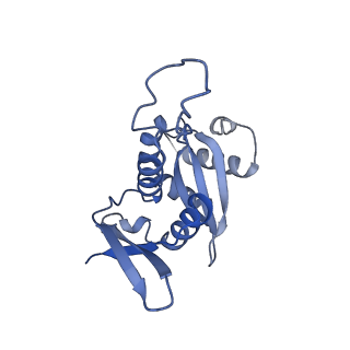 4474_6q8y_U_v1-3
Cryo-EM structure of the mRNA translating and degrading yeast 80S ribosome-Xrn1 nuclease complex