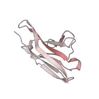 13870_7q9i_K_v1-3
Beta-43 fab in complex with SARS-CoV-2 beta-Spike glycoprotein