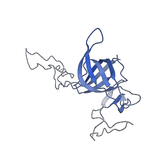 4475_6q95_C_v1-1
Structure of tmRNA SmpB bound in A site of T. thermophilus 70S ribosome