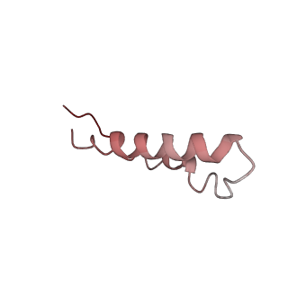 4475_6q95_Y_v1-1
Structure of tmRNA SmpB bound in A site of T. thermophilus 70S ribosome