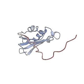 4477_6q98_p_v1-0
Structure of tmRNA SmpB bound in P site of E. coli 70S ribosome